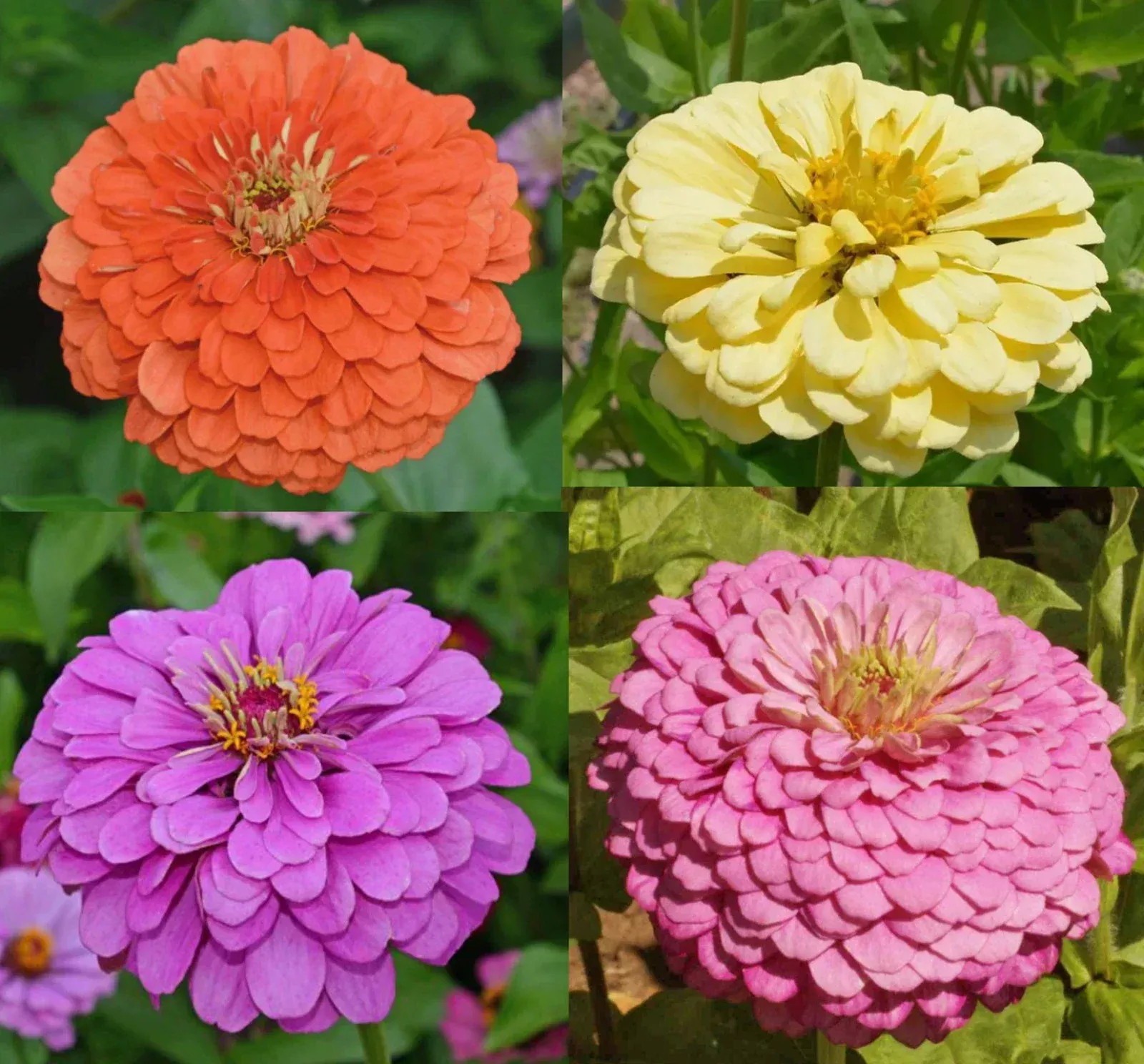 Zinnia Seeds Tranquility Mix for Cut Flowers, Butterfly & Hummingbird Attraction, 100 Seeds - Zinnia elegans