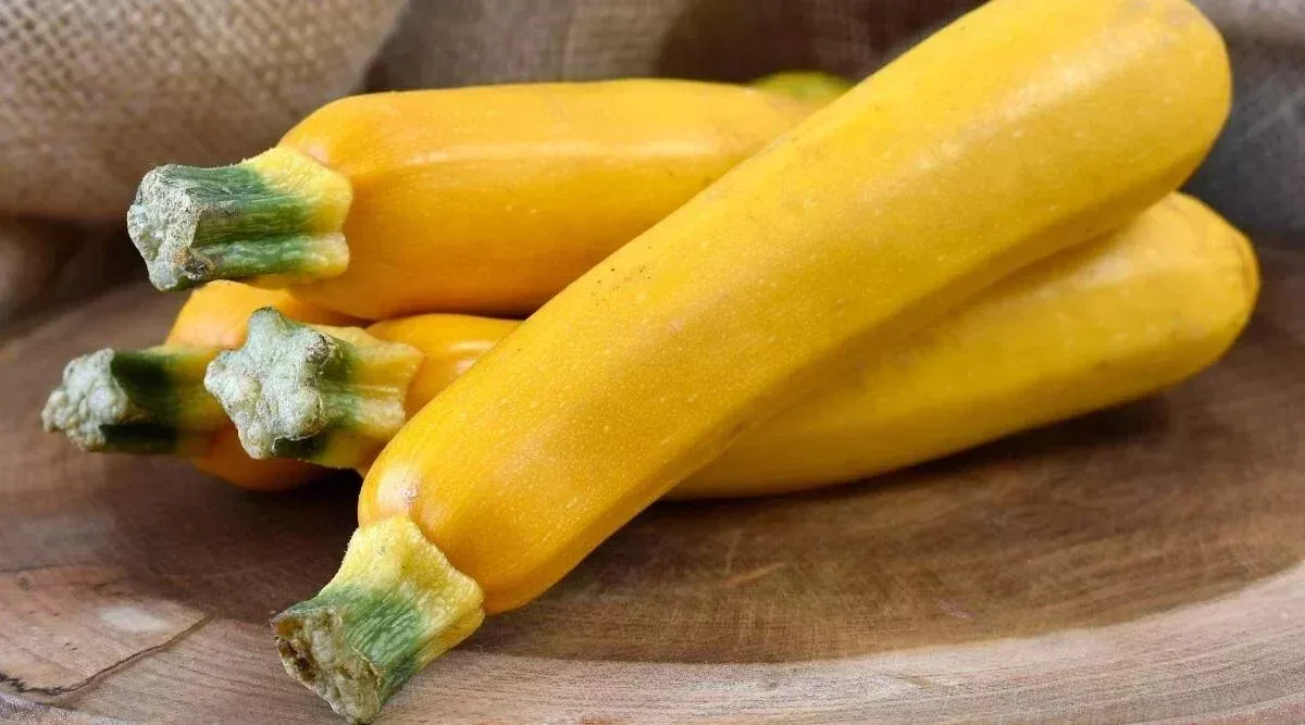 Zucchini Squash Seeds, 25+ Easy Pick Gold II, Cucurbita pepo, Home Garden, Non-GMO, Full Sun, Bush-Type, Open-Pollinated