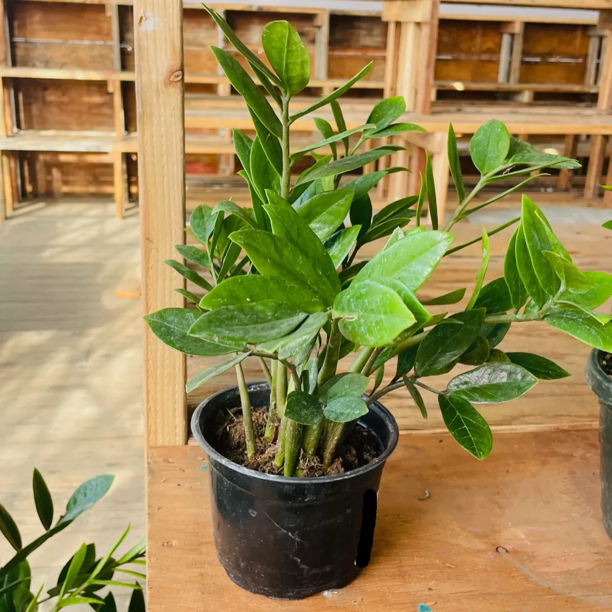 ZZ Plant